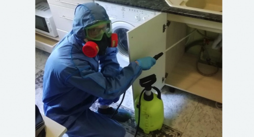 Уничтожение муравьев в квартире. Кедровый