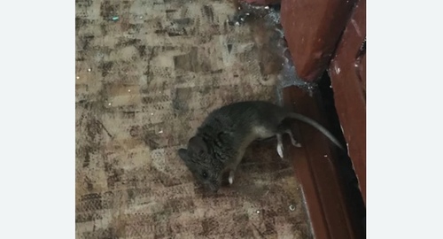Дезинфекция от мышей в Кедровом