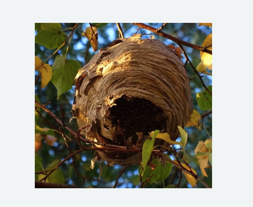 Обработка от шершней в Кедровом