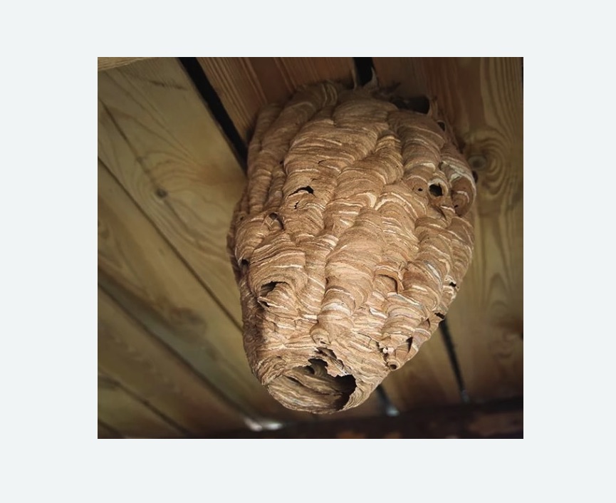 обработка от шершней в Кедровом