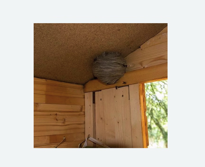 Обработка от ос в Кедровом Обработка от ос