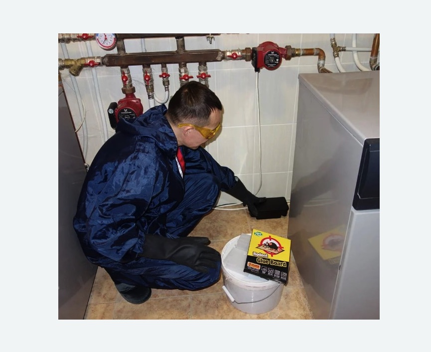 Уничтожение крыс в Кедровом